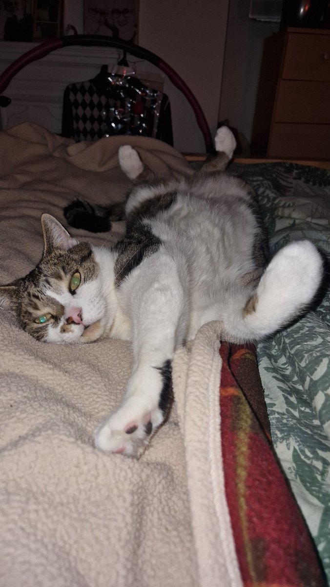 woorichy's tweet photo. @literallymecats His name is Mr cat https://t.co/Qk1HjICgll