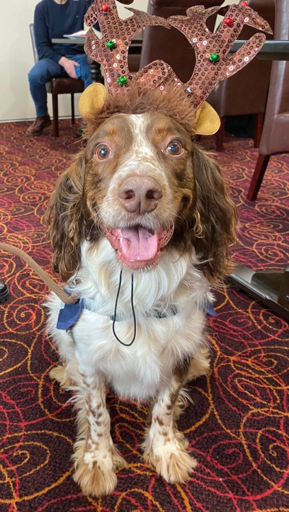 ChaseOk9's tweet photo. @box_of_darkness Sending you lots of love &amp; my well-being spaniel Chase whose actual job is to make you smile 😊 ❤️ https://t.co/XtsUkUpiSm