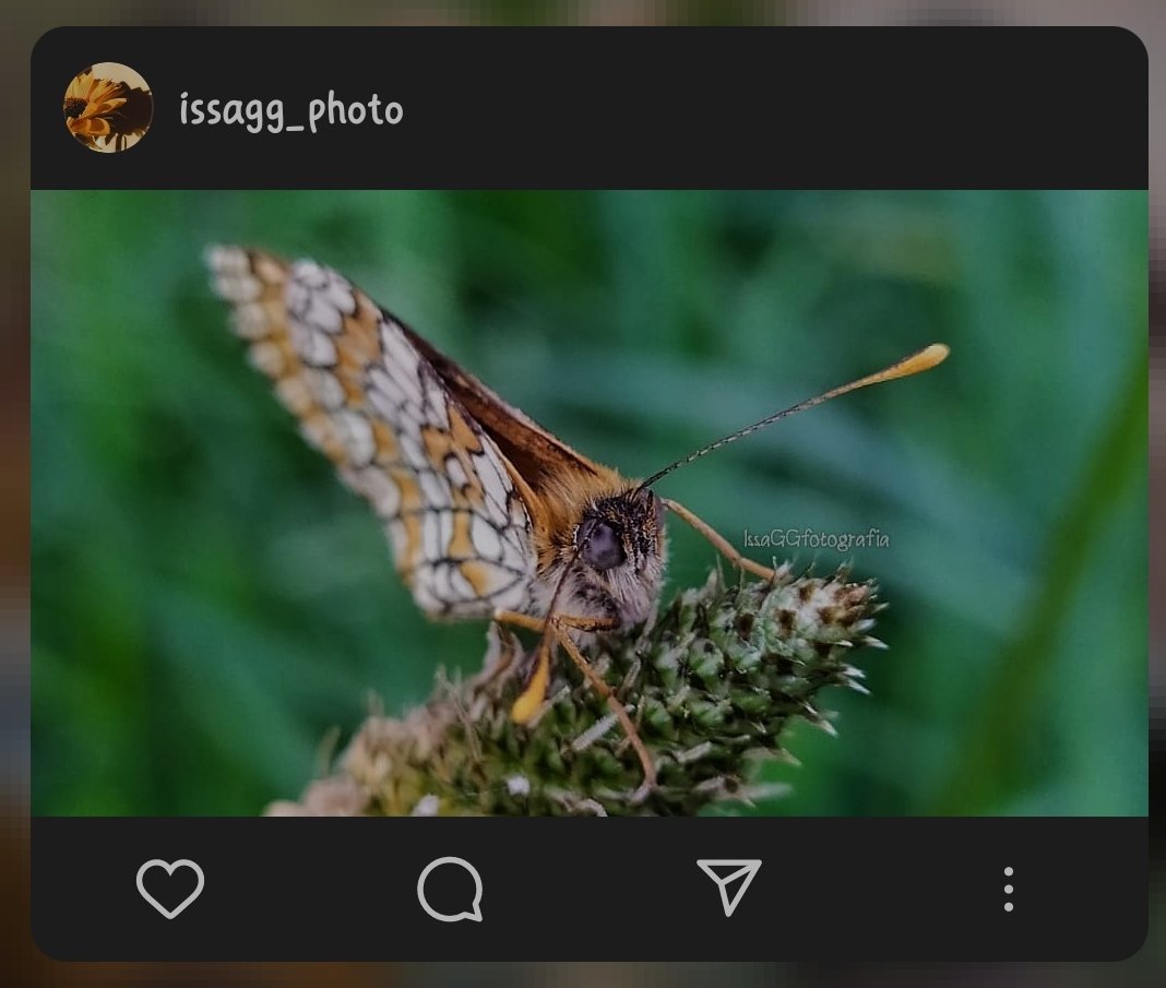 IssaGGfoto's tweet image. 📸 @IssaGGfoto 

#Fotos #fotografia #Foto #photographer #PHOTOS #photooftheday #PhotoMode #photographylovers #insects
