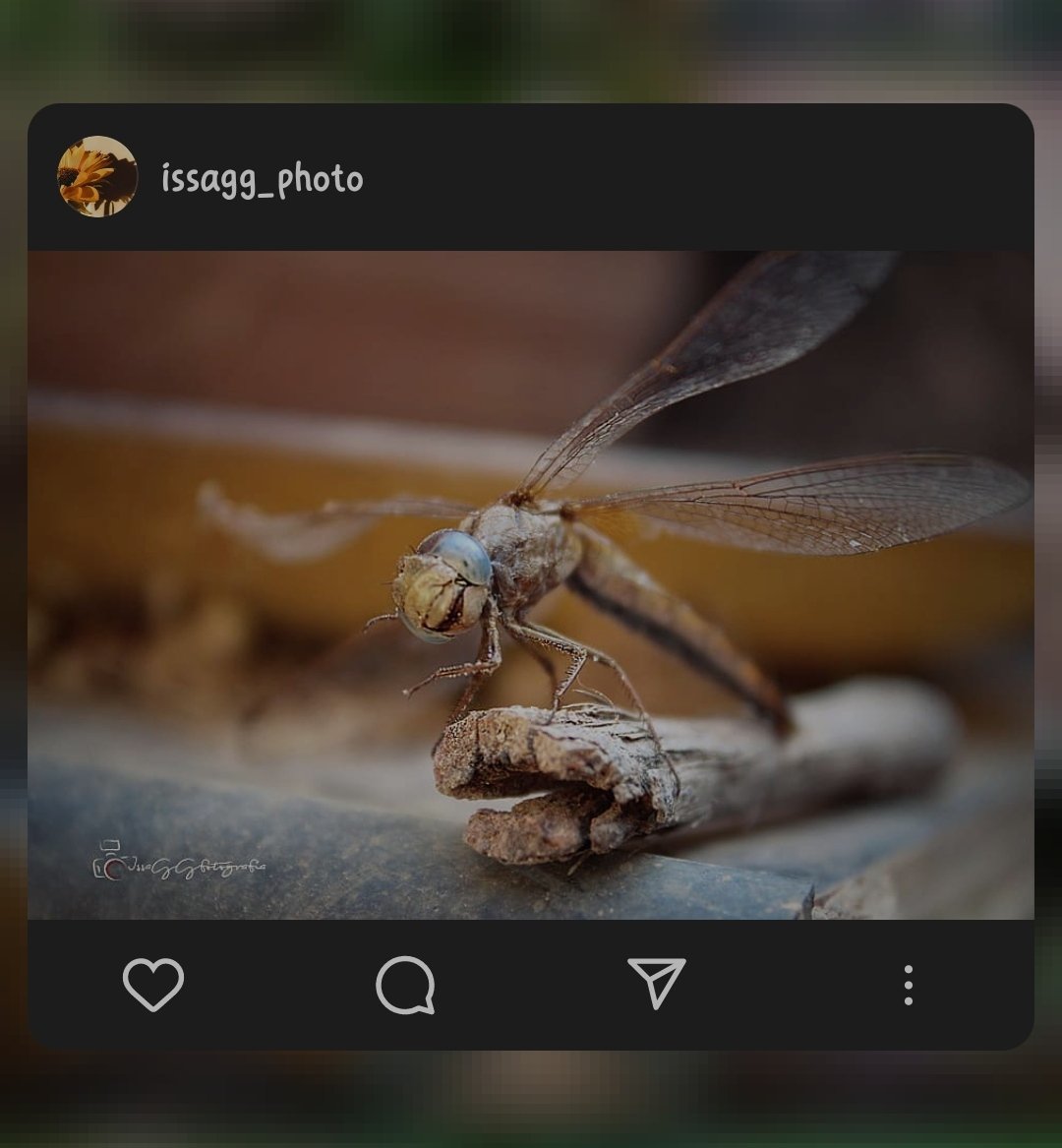 IssaGGfoto's tweet image. 📸 @IssaGGfoto

#Fotos #fotografia #Foto #photographer #PHOTOS #photooftheday #PhotoMode #photographylovers #insects