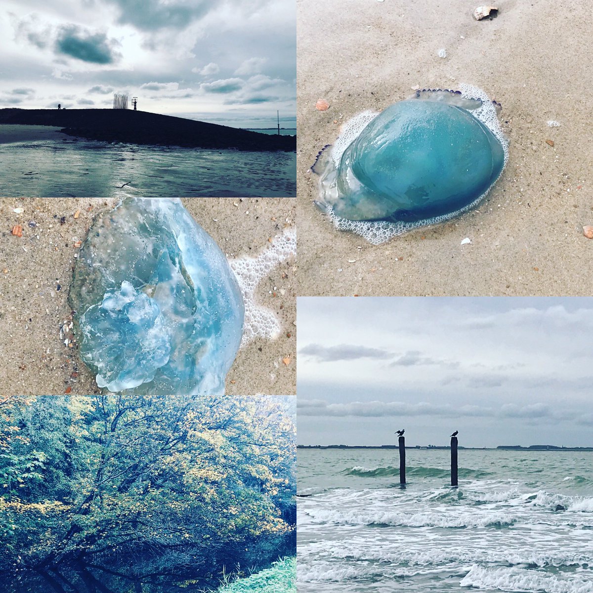 EllenvanHoepen's tweet photo. #mooistefoto2022  op initiatief van @adriana57 ditmaal mooie kwallen tijdens mijn wandeling over het strand bij Vlissingen #livezeeland https://t.co/iViF9TpKi2