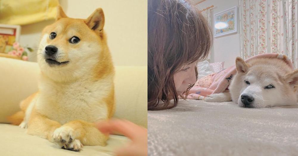 Mothership.sg on Twitter "Shiba Inu that inspired Doge meme diagnosed