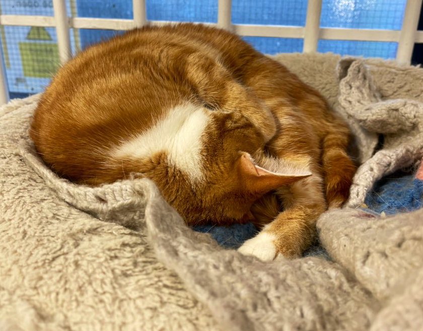 Night night sweet dreamies 
<a href="/TheStourbridge/">George The Stourbridge Junction Station Cat</a>
Never allow anyone to treat you badly. Above all else, never treat yourself badly. 

#CatsOfTwitter #CatsOnTwitter #cats