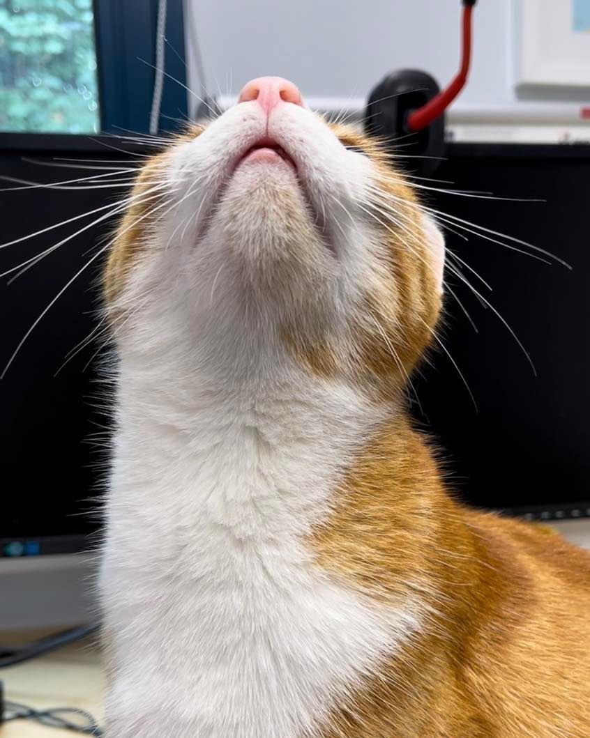 Good morning &amp; welcome to Whiskers Wednesday 
<a href="/TheStourbridge/">George The Stourbridge Junction Station Cat</a>
When we focus on what we can do instead of what we can't, a world of possibility opens unto us. 

#cats #cats #Cat #CatsOnTwitter #CatsofTwittter