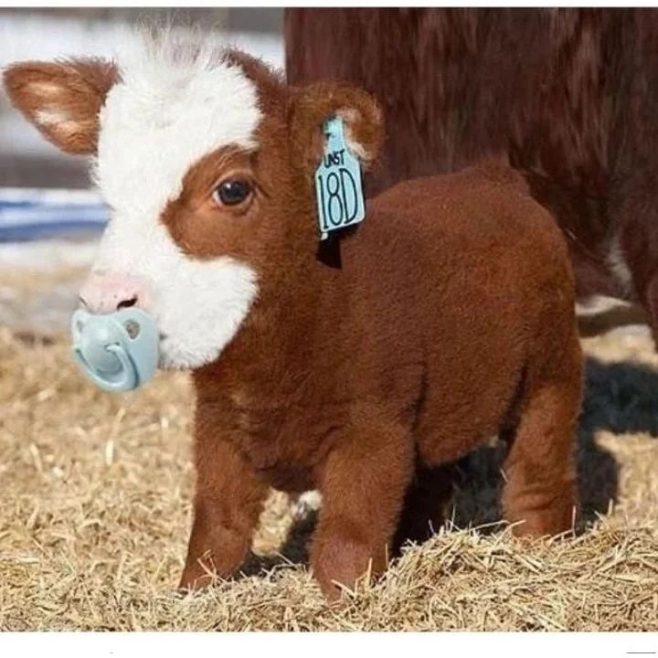 CowVibesOnly's tweet photo. https://t.co/9zNuoJE0e0