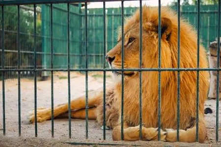 NupDavid's tweet photo. I don't know why @Ugandawildlife cages it., whom do you expect to steal a lion?😂😂😂
@NUP_Ug 
@HyaatV 
@HEBobiwine 
@Shifrah246 https://t.co/oXiKwmttN4