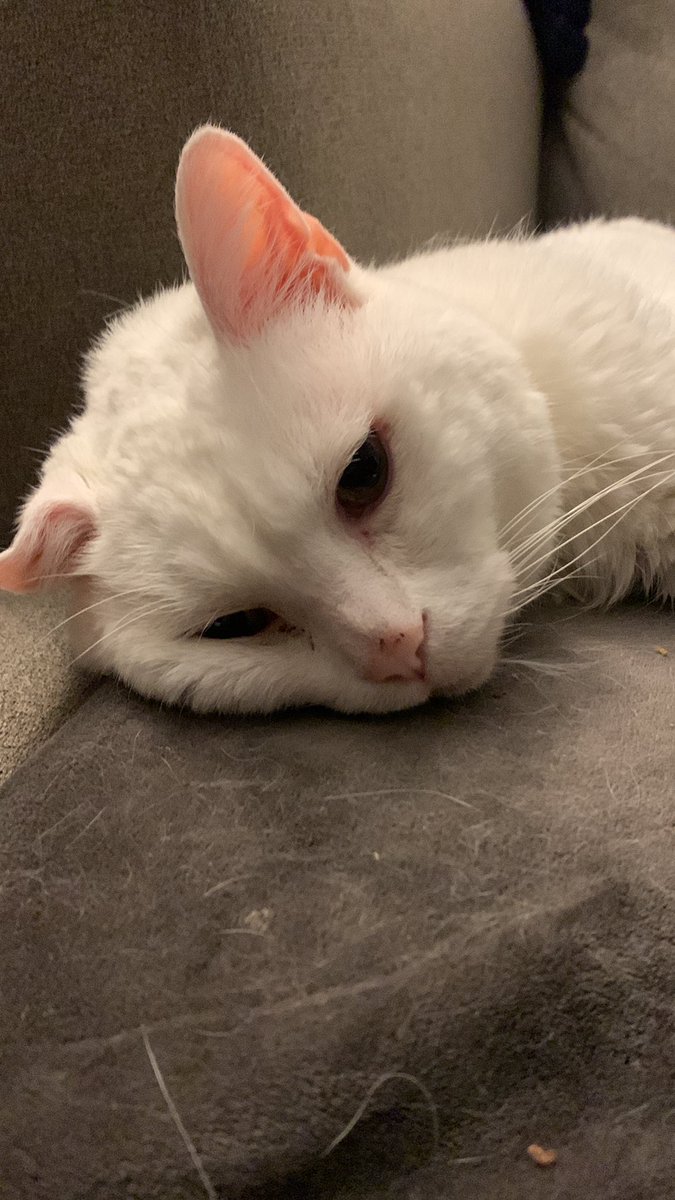 SpikeTheNene's tweet photo. Living that life #CatsOfTwitter https://t.co/LP79Qkqta2