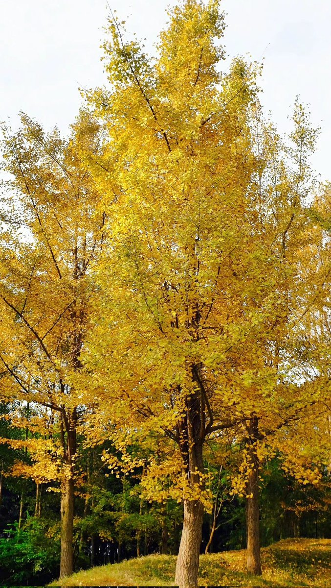 AveryLe97's tweet photo. Morning, take a look at the beautiful gingko trees in Sanxingdui Museum~ 
#art #culture #sanxingdui #history #archaeology #chineseculture #museum
@SanxingduiC https://t.co/IbYx3W2yvQ