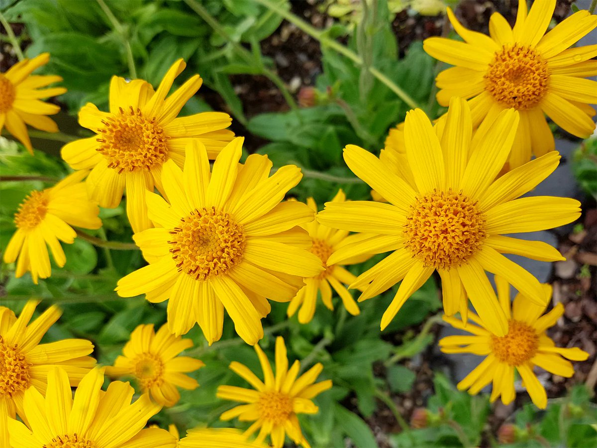 EviBitki's tweet photo. ARNİKA - Arnica montana 
(Diğer adı: Dağ öküzgözü)
Bileşikgiller familyasındandır. Arnica cinsi bitkiler içinde en çok bilineni Arnika ya da Dağ öküzgözü (A.montana) türüdür. (1/9)
Seçim Hadise Sivas #zonguldak #Solana Gönül Ekonomi Arif Akar Eren Tebrikler Suriye Ekonomi https://t.co/a7KzrEq0gl