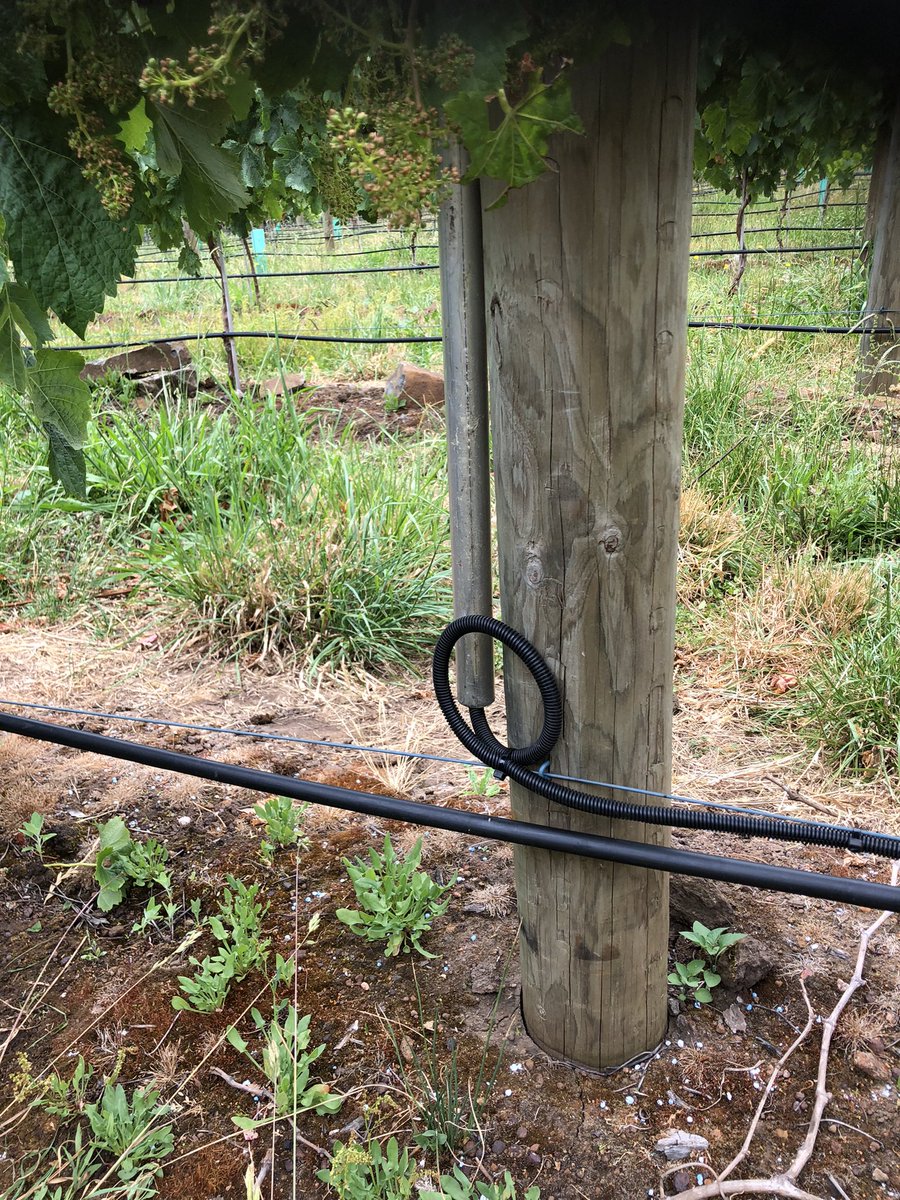 Busy day in northern Tas, installing 10x green brain cellular loggers with 80cm Enviropro probes SM / ST installed in vineyard  #letthedataflow