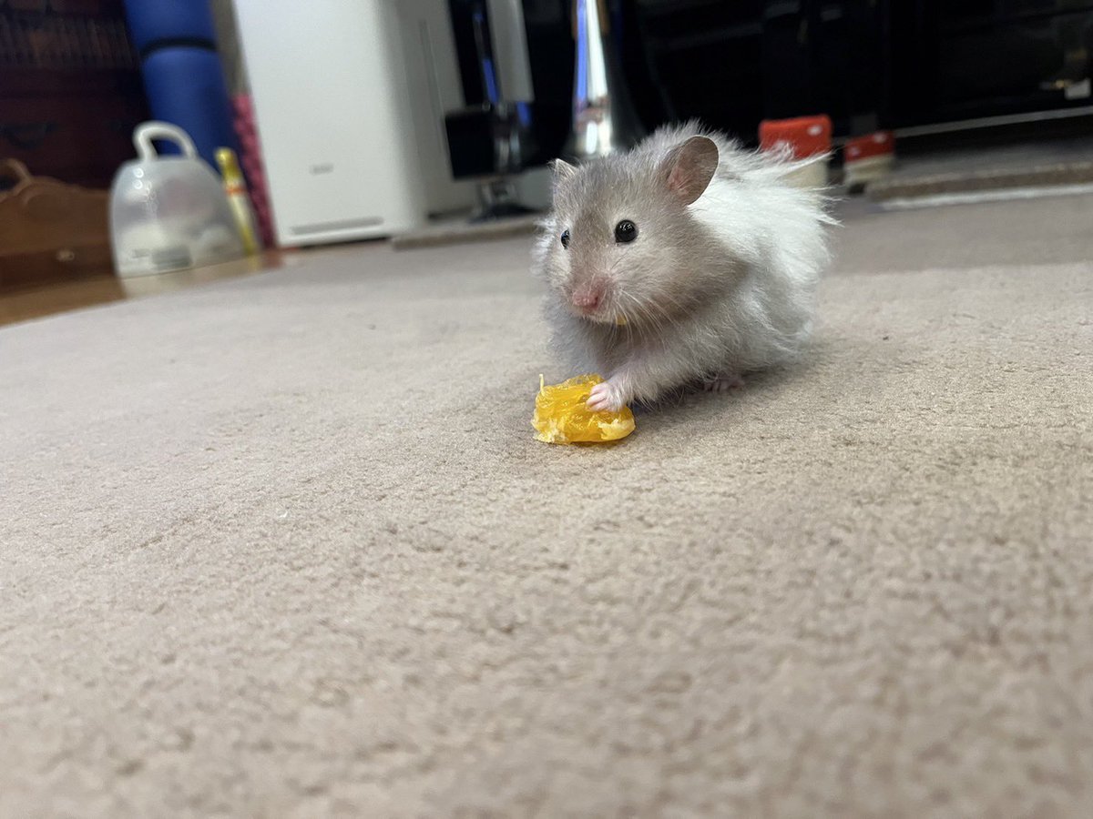 mochio2019's tweet photo. みかん、ゲット https://t.co/S9PB9Xz33b