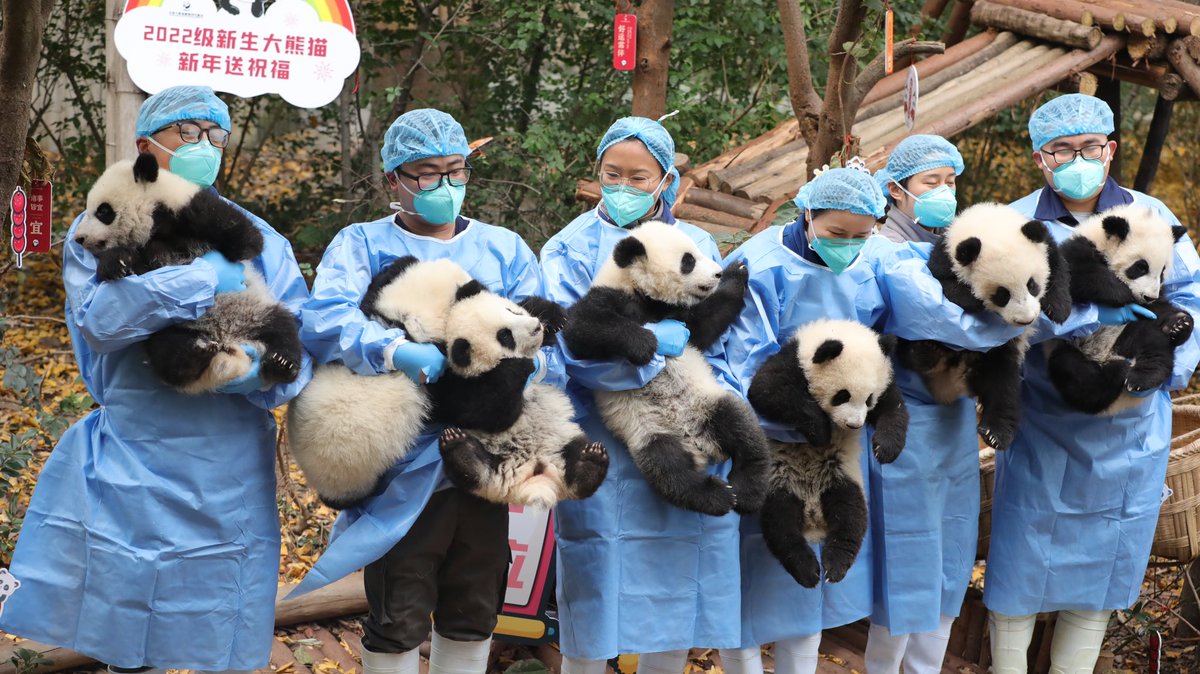 Chengdu_China's tweet photo. Today, #Chengdu Research Base of Giant Panda Breeding presented their #panda cubs born in 2022 to send the best wishes for the coming year to the world. 🎊🤩
🐼 They are just so cute!
@Pandada_Chengdu
#giantpanda #lepanda #パンダ
#animal
📷 from 张青 https://t.co/I2g9BhJINY