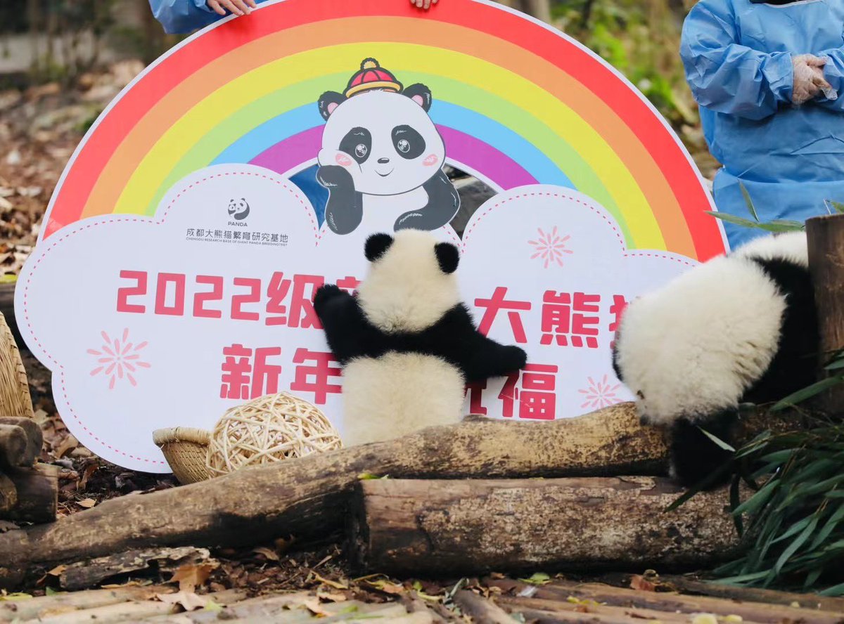 Chengdu_China's tweet photo. Today, #Chengdu Research Base of Giant Panda Breeding presented their #panda cubs born in 2022 to send the best wishes for the coming year to the world. 🎊🤩
🐼 They are just so cute!
@Pandada_Chengdu
#giantpanda #lepanda #パンダ
#animal
📷 from 张青 https://t.co/I2g9BhJINY