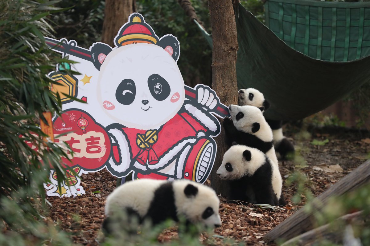 Chengdu_China's tweet photo. Today, #Chengdu Research Base of Giant Panda Breeding presented their #panda cubs born in 2022 to send the best wishes for the coming year to the world. 🎊🤩
🐼 They are just so cute!
@Pandada_Chengdu
#giantpanda #lepanda #パンダ
#animal
📷 from 张青 https://t.co/I2g9BhJINY