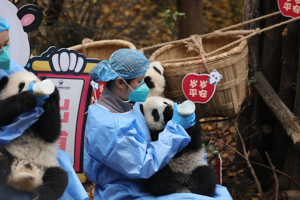 Chengdu_China's tweet photo. Today, #Chengdu Research Base of Giant Panda Breeding presented their #panda cubs born in 2022 to send the best wishes for the coming year to the world. 🎊🤩
🐼 They are just so cute!
@Pandada_Chengdu
#giantpanda #lepanda #パンダ
#animal
📷 from 张青 https://t.co/I2g9BhJINY