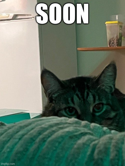 Kitfox (@kitfoxbc) on Twitter photo 