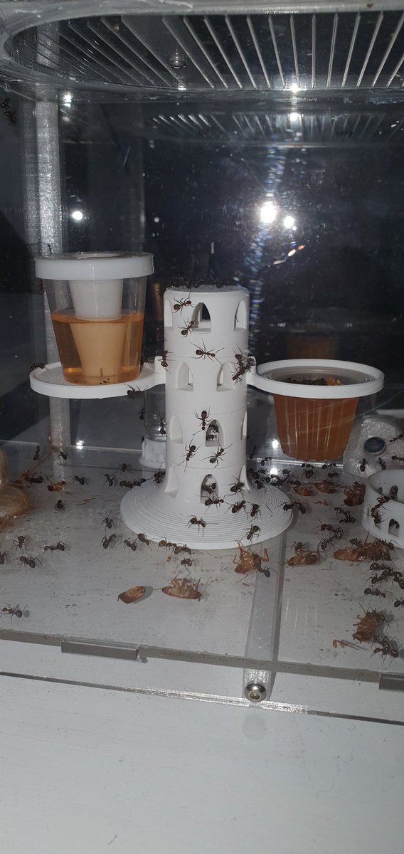 EstheticAnts's tweet photo. Cool ant tower we are currently testing! #ant #ants #antkeeping #antqueen https://t.co/h0YWrkX8cS