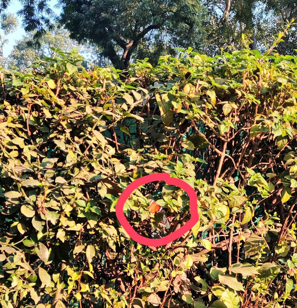 Fellow 🦋 enthusiasts, did we just spot a monarch resting on this hedge, soaking the sun!!!? Let us know what you think, and share your own butterfly spotting pictures, if you please. 🙌🏽 #butterflies #nature #ecology #joy #butterflyspotting