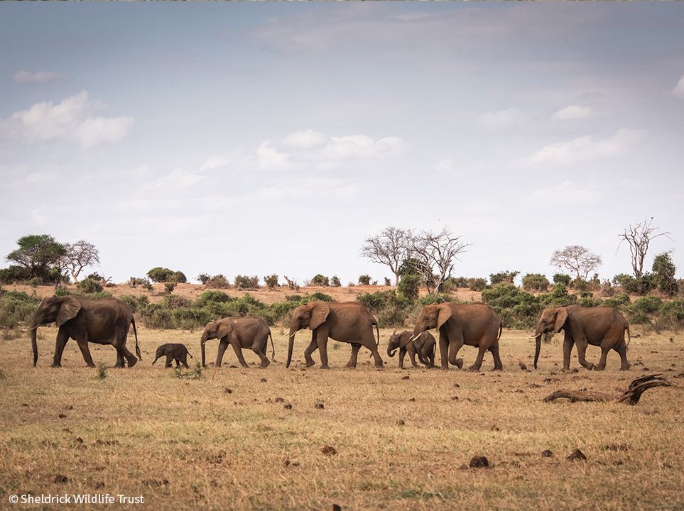 SheldrickTrust's tweet photo. This year has been challenging for everyone – in Kenya, the worst drought in 4 decades claimed many lives. With your help, we were on the ground, as we always have been — doing our very best to provide support until the rains: https://t.co/vStgofCXji #SWT2022 https://t.co/vekTqBea6Z