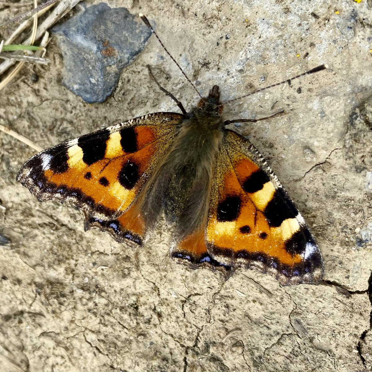 “Teveel Nederlanders zijn natuuranalfabeet”
- en als je de natuur niet kunt lezen, voel je ook de noodzaak niet haar te willen beschermen.

Dat moet om!

Meteen maar beginnen: hier de Kleine vos, de rupsen zijn liefhebber van jonge brandnetels 😋

trouw.nl/opinie/teveel-…