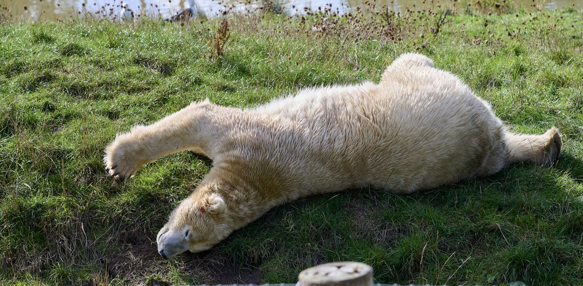 Dave_Goodhand's tweet photo. @YorkshireWP Reckon it was all a bit too much 😁 https://t.co/NlCBg91jwz