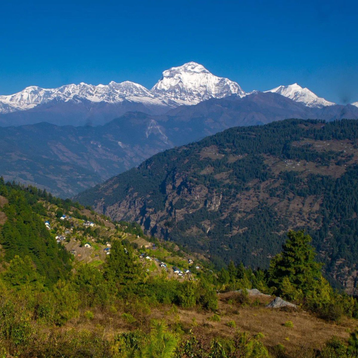 trekteamgroup's tweet photo. Christmas and new year trek group enjoying their hiking holidays in the himalaya. https://t.co/AiEDS7uH1E