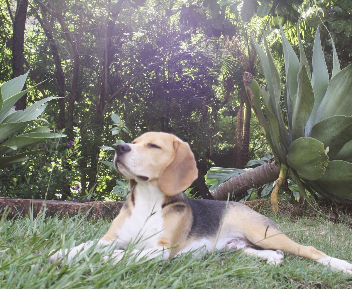 Ollie having a spiritual moment… Ohmm!