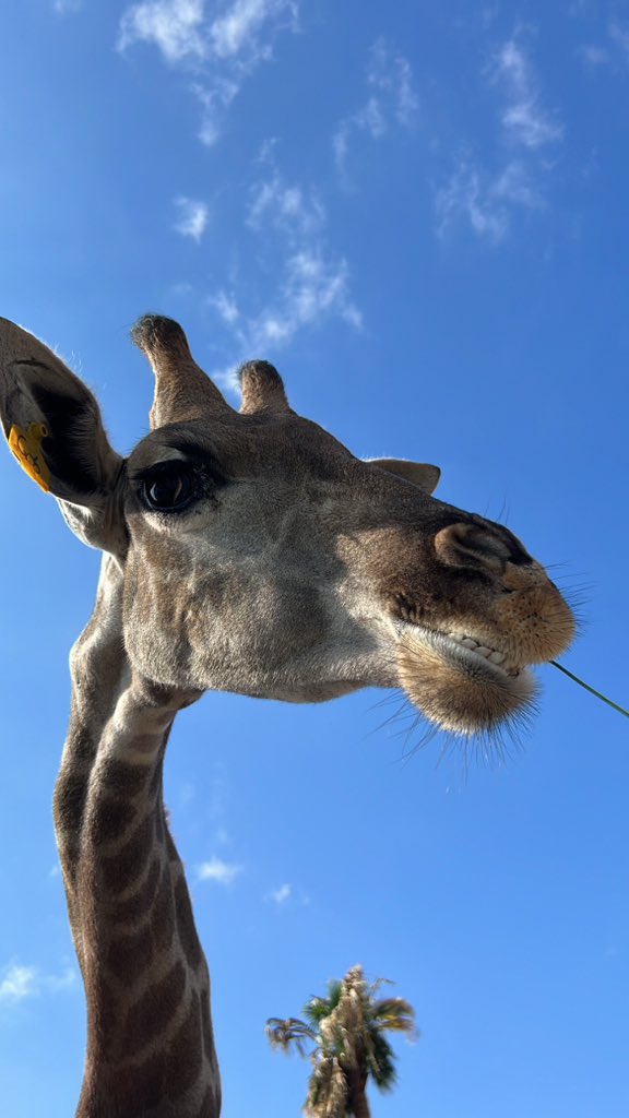 aamm117_'s tweet photo. 🦒 https://t.co/9AbSsv1E3b