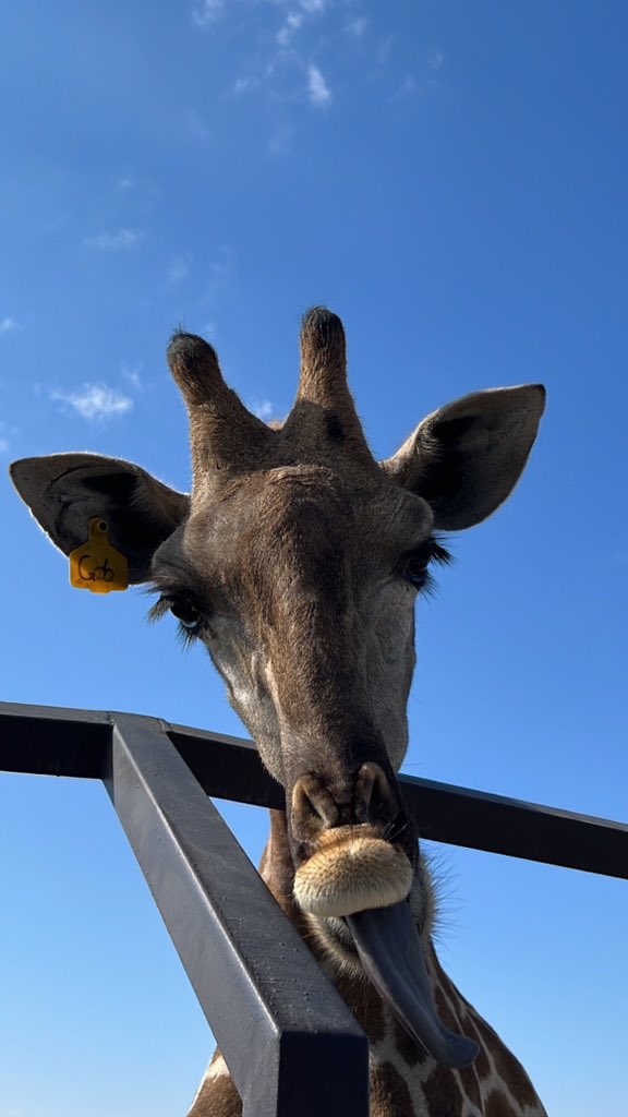 aamm117_'s tweet photo. 🦒 https://t.co/9AbSsv1E3b