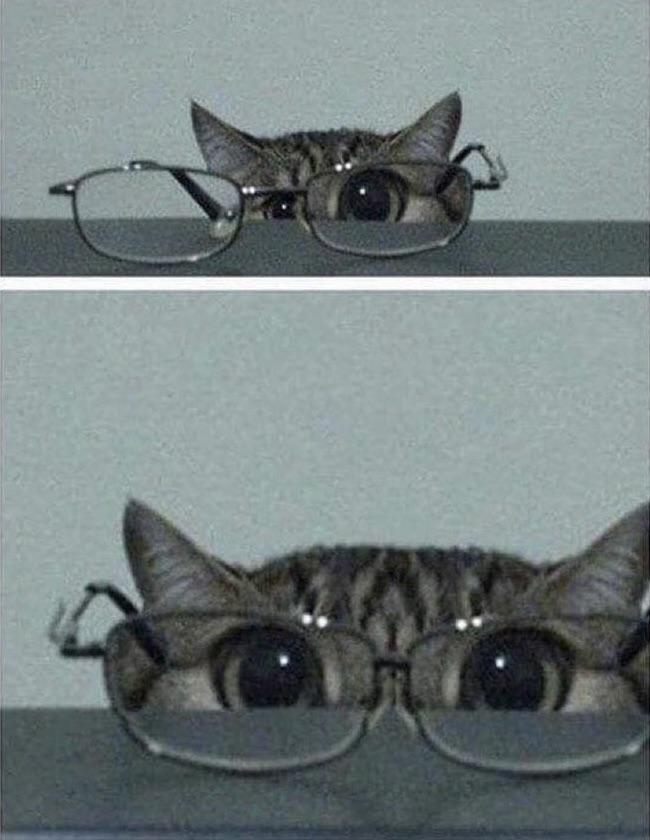 WholesomeMemes (@wholesomememe) on Twitter photo 