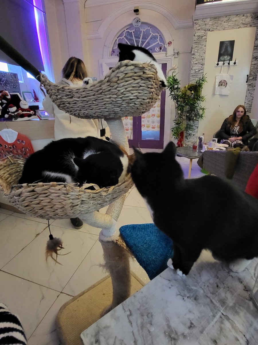 Laurawatt12's tweet photo. Purrple cat cafe 28/12/22 https://t.co/HiVrD8fdAc