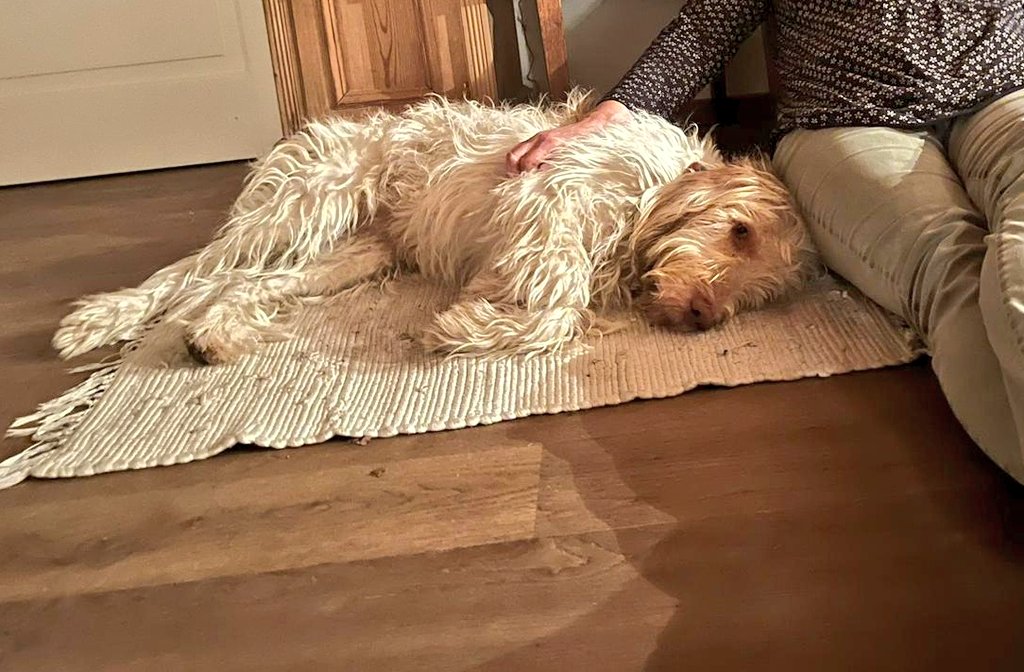 It is so wonderful when my humans are on holiday... 🐾
#spinone #DogsofTwittter  #dogsofinstagram #DogsoTwitter