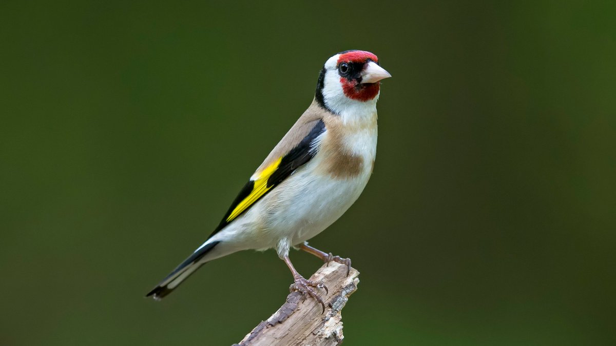 BirdLife Luzern tweet media