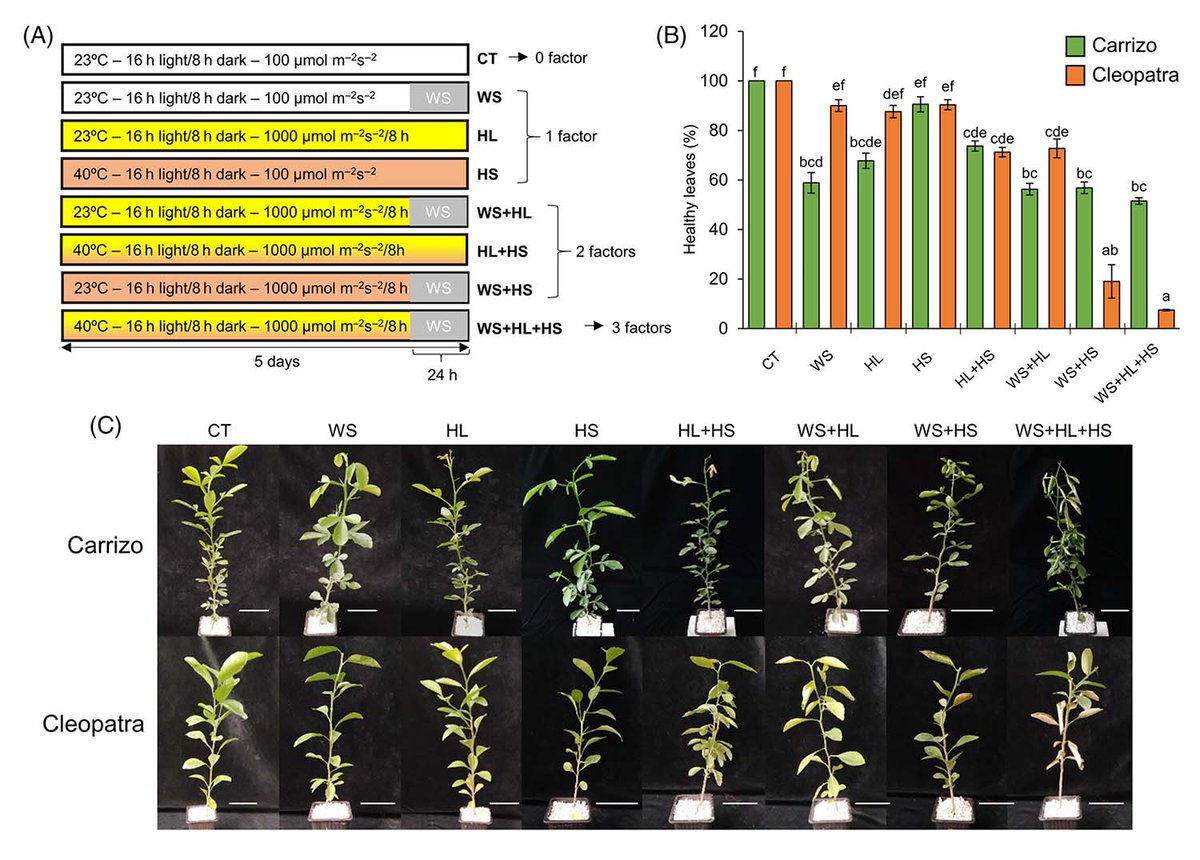 Physiologia Plantarum (@pplplantarum) on Twitter photo What are the effects of drought, heat and high irradiance combination on the photosynthetic apparatus of Carrizo citrange and Cleopatra mandarin having contrasting sensitivity to abiotic stress? @gomezcadenas <a href="/DamianBalfagon/">Damián Balfagón</a> <a href="/Oli_Reis_Tadeu/">Tadeu dos Reis de Oliveira</a>
Read more: bit.ly/3h9cIOF What are the effects of drought, heat and high irradiance combination on the photosynthetic apparatus of Carrizo citrange and Cleopatra mandarin having contrasting sensitivity to abiotic stress? @gomezcadenas <a href="/DamianBalfagon/">Damián Balfagón</a> <a href="/Oli_Reis_Tadeu/">Tadeu dos Reis de Oliveira</a>
Read more: bit.ly/3h9cIOF