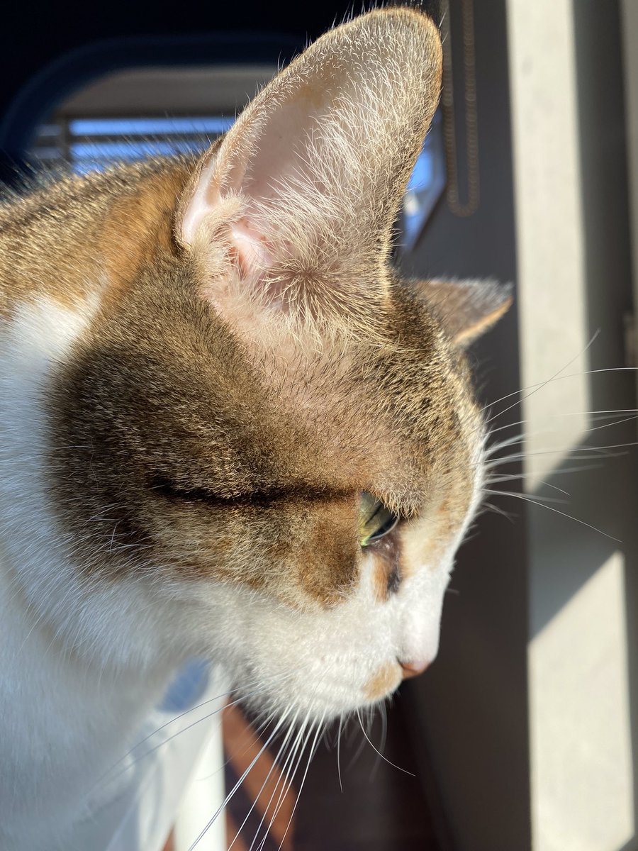 The 3 , kedi maması reklamı için beni seçmiş çünkü yan profilim çok güzelmiş🫣🤭Siz yan profilimi beğendiniz mi?😌