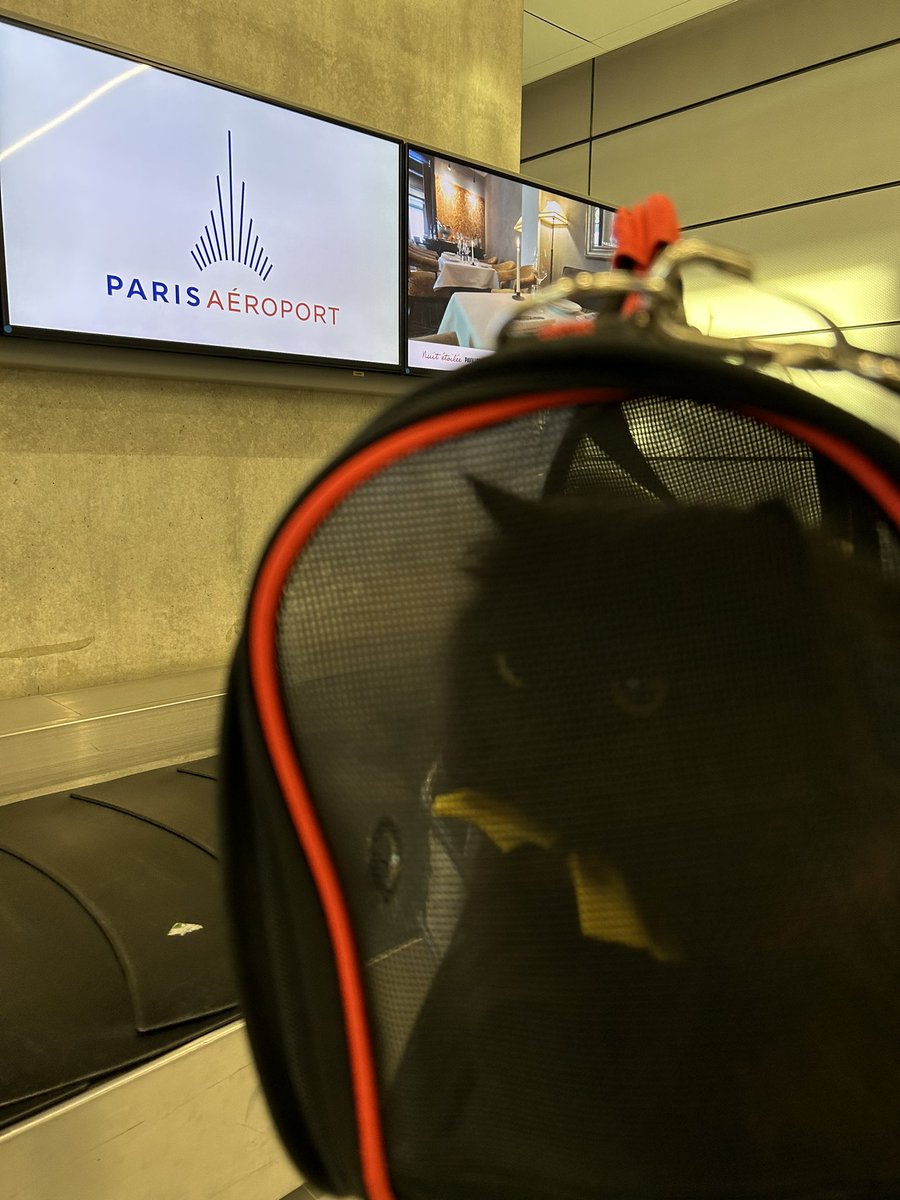 Bonjour Paris! 🇫🇷
I’m waiting for my suitcase 🧳 with all my toys and outfits!

#pettravel #chat #chatnoir #cat #coolcat #paris #charlesdegaulleairport