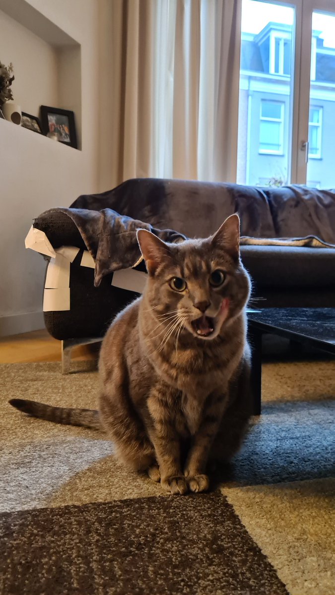 Ken Wynn 🇬🇧 🇳🇱 🏳️‍🌈 🧑‍🤝‍🧑🐱🐱🐶🚲 tweet media