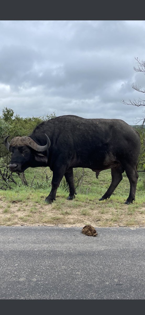 On behalf of the Duchy of Makgobaskloof and on my own behalf, I declare the year 2022 as the Year of the Buffalo!!
