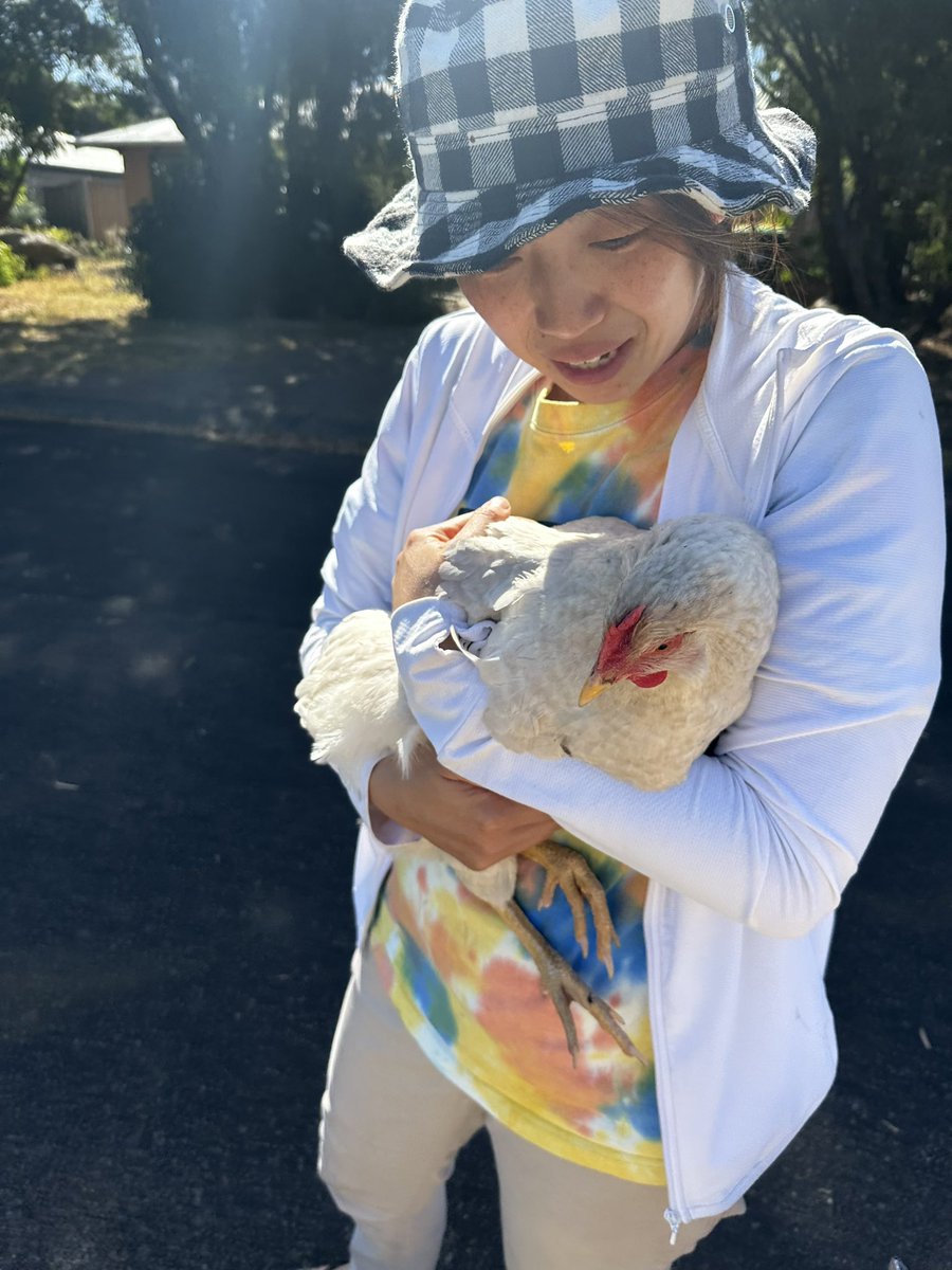 Ken_n_Paco's tweet photo. ニワトリさん🐓
見つかりましたー‼️😆
なんと、5軒隣のお家で保護されてました。
子犬に追っかけられて、逃げ込んでいたらしい。
どのご近所さんも心配してくれて、ホントにいい人たちばかり😀

あーうれしや😊 https://t.co/eHcGKfUQuA