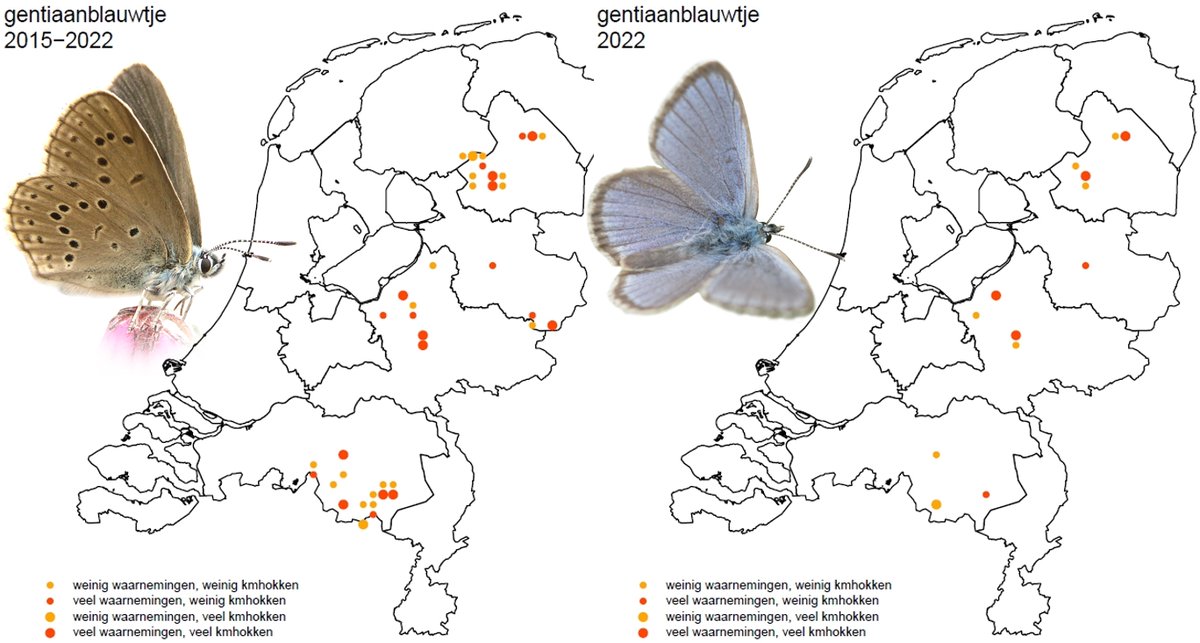 #alarm #gentiaanblauwtje In minder dan 10 jaar van 39 hokken naar nog maar 9. Alle kleine en geïsoleerde plekjes zijn verlaten. Is deze vlinder over 10 jaar nog in Nederland? Bron: <a href="/ndff/">NDFF</a>