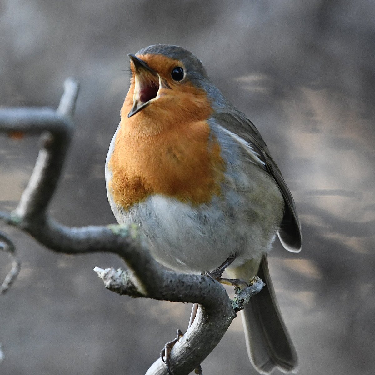 LondonNaturePi2's tweet photo. The birds in Kensington Gardens were very active this morning, I was happy when this Robin took centre stage and sang its song. 

#TwitterNaturePhotography #TwitterNatureCommunity #BirdsOfTwitter #birdwatching #birdphotography #royalparks https://t.co/EnV8iADvkk