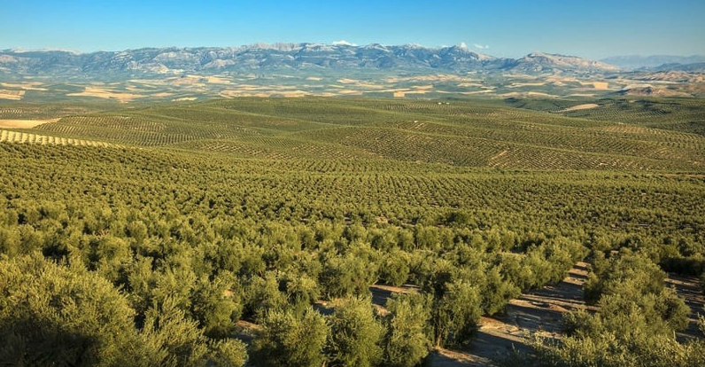 FITESA_Agro's tweet photo. #infoFITESA 

Según @Agronoma_es ¿Cuáles han sido los cultivos más rentables en 2022? 💸

Todos los datos 👇🏻
https://t.co/5LMXt2WH2H https://t.co/69bijDHMnb