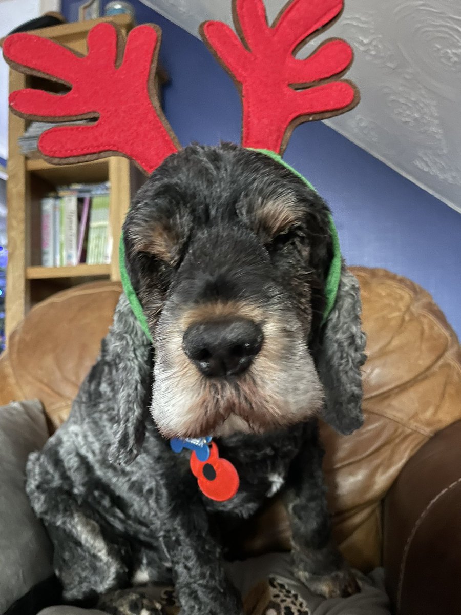stepheng1970's tweet photo. @We_Like_Dogs Happy belated Birthday from 13 yr old Lucy. ❤️❤️ https://t.co/5kAZjGGWPC