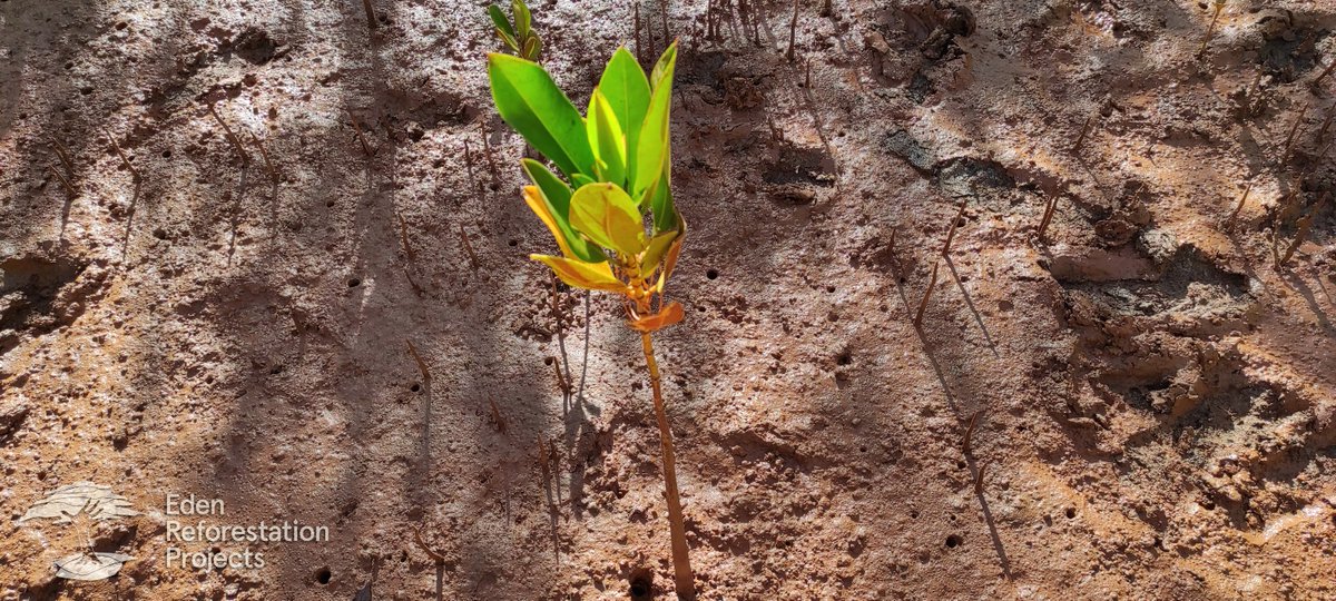 ChangeoverLtd's tweet photo. A tree is not just for Christmas… 

We’re partnering with Brynk to support @eden_reforest restore mangrove forests in Madagascar - an incredible species can store x10 the carbon of terrestrial trees. 

Every £25 invested in CTL = 1 tree
So far that’s <22K trees. https://t.co/AznIcG9Ut8