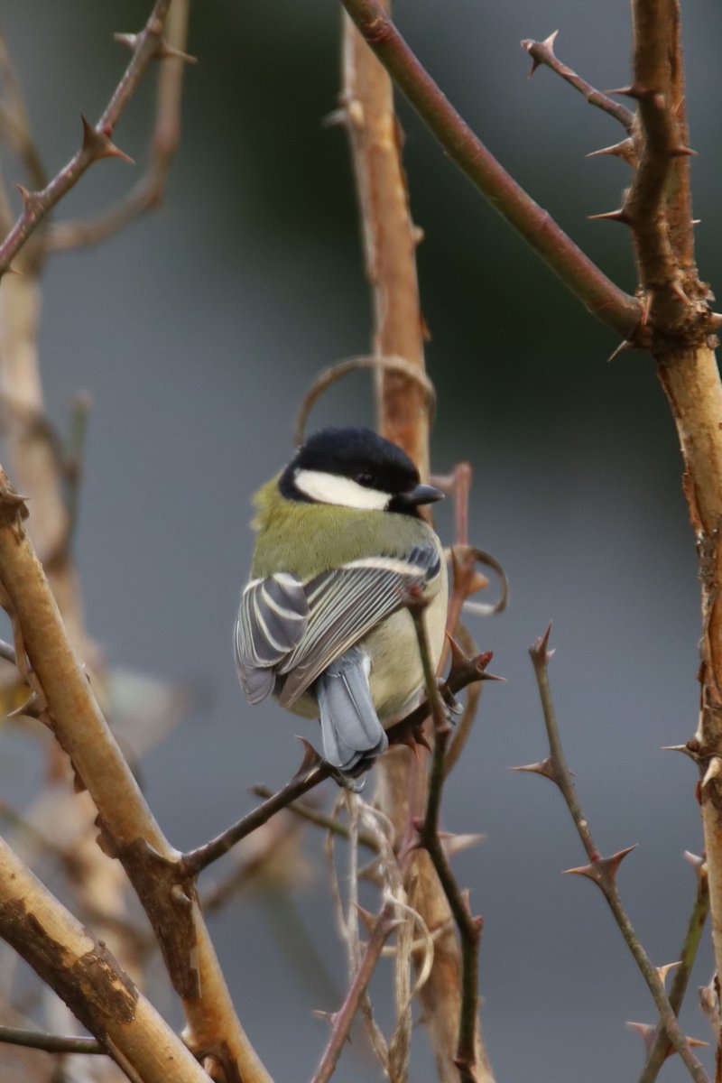 gontanokoneroku's tweet photo. Japanese tit 😃 https://t.co/35Xca6XKDg