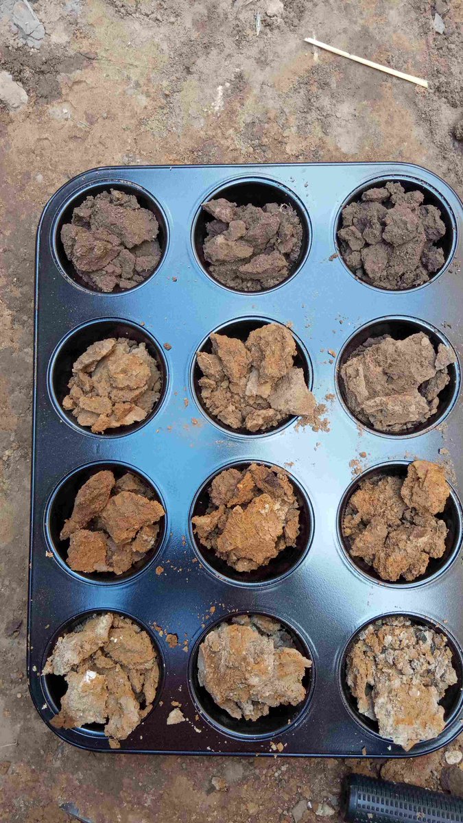 Innovar_EU's tweet photo. Our surveys of @Innovar_EU project trial sites found great variation in soil properties. The impact of this variation will help understand the impact of environmental conditions on crop variety 🌾 performance #Varietytesting @ISRICorg #fieldcampaign #cropscience #variety https://t.co/lEZfhrUV3s