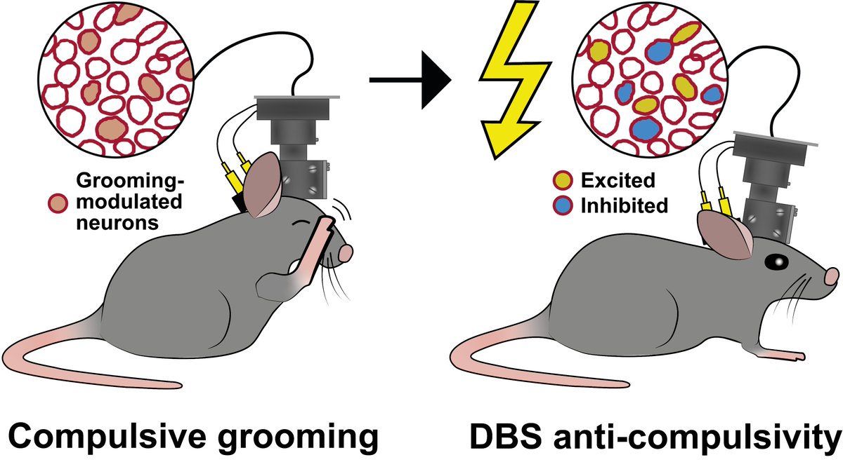 💥Preprint!💥 I am excited to show you our work “The therapeutic mechanism of deep-brain stimulation”! <a href="/_the_ing/">WilluhnLab</a> and I have worked on this for over 4 years. Big thanks to our co-authors <a href="/AlfredoElhz/">Alfredo Elhazaz</a>, <a href="/EnnyvBeest/">Enny</a>, <a href="/aishu1803/">Aishu Parthasarathy</a>, Peter, and Damiaan Denys (1/14) biorxiv.org/content/10.110…