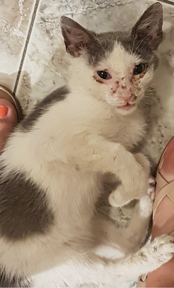 Πώς ήταν όταν τον βρήκαμε στη Μήλο:
2.5 μηνών τότε. Μασουλούσε ένα μικρό ροδάκι σιλικόνης. Δε θα ξεχάσω ποτέ τη στιγμή. Ούτε και τον πόνο στο νησί με τα όσα αντίκρυσα.