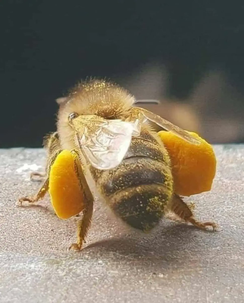 Uno de los seres vivos más importantes del planeta🐝💛🖤