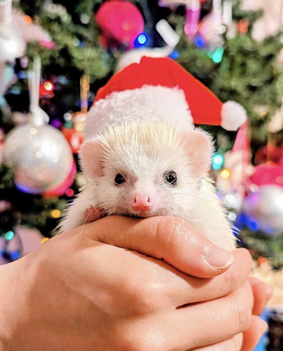 daily__hedgehog's tweet photo. Thursday 29th December, 2022 https://t.co/7O2cqWw3vA